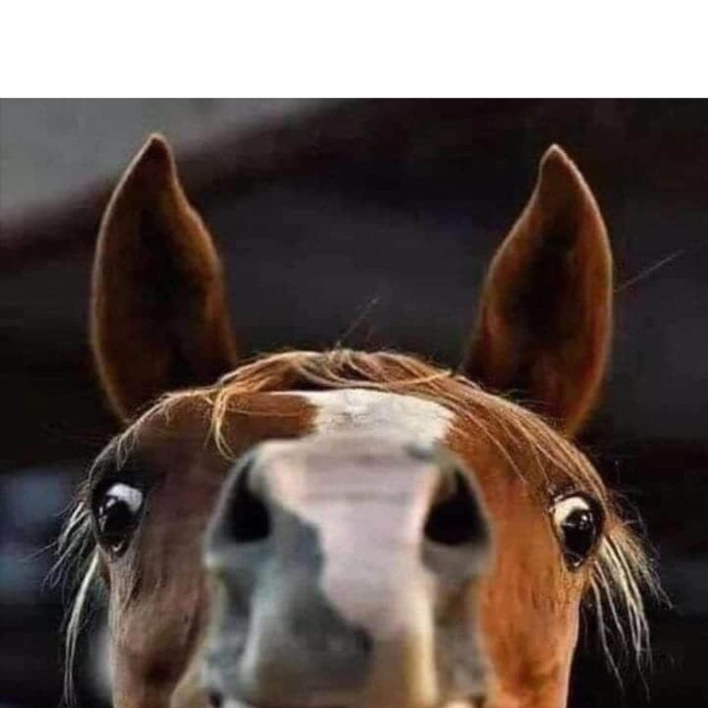 Meet your Posher, Jane